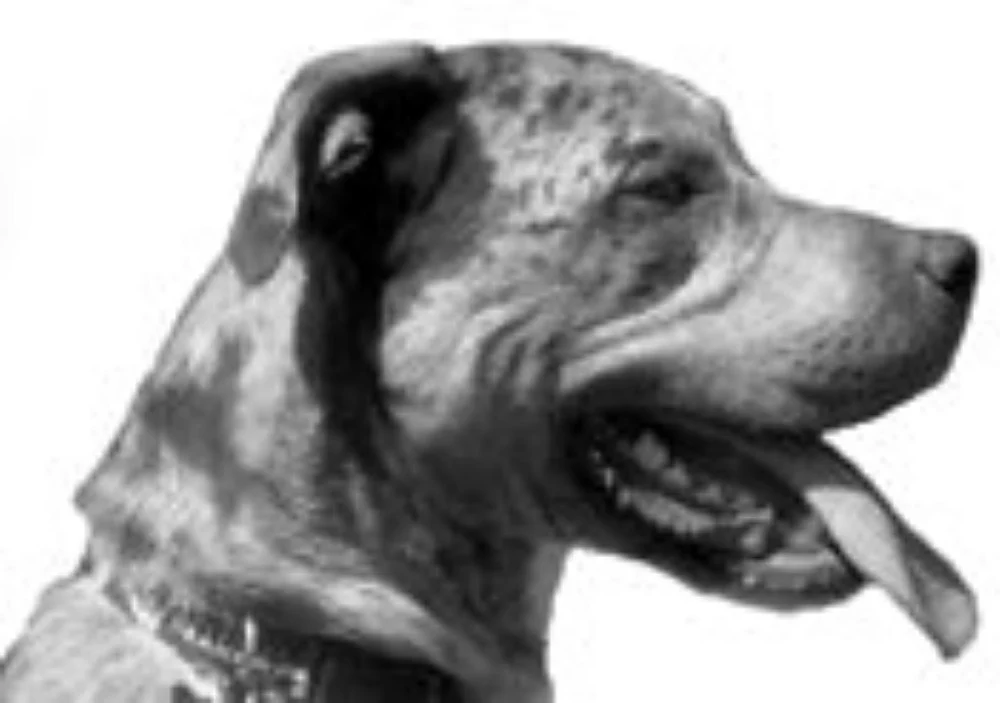 Custom Pet Pendant - Image 5